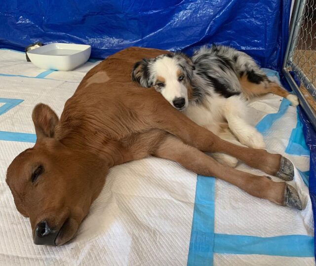 Dog and sick calf cuddling