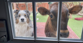 Dog and cow friends