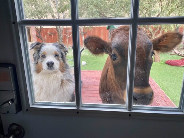 Dog and cow looking in window