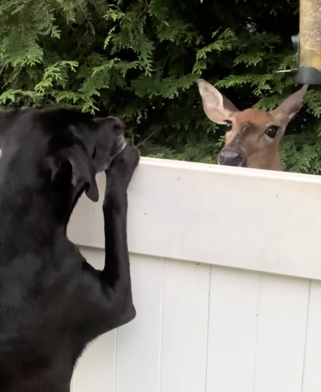 Dog and deer are friends