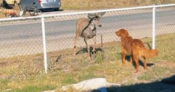 Dog and deer romance