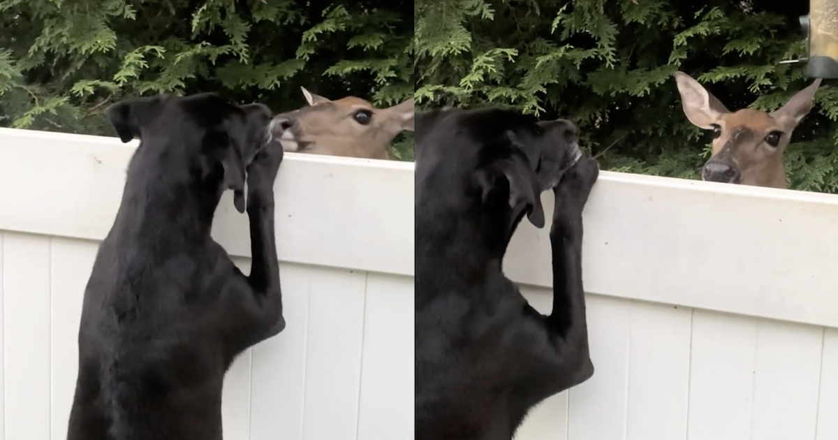 Dog befriends deer