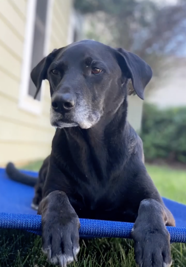 Dog on elevated bed