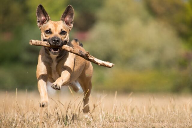 Dog running with stick