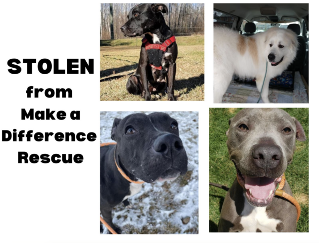 Dogs stolen from rescue