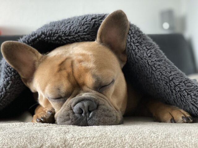 French Bulldog sleeping on best dog bed