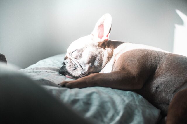 the best dog bed for your French Bulldog