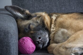 PetWireDaily — Best Dog Beds for German Shepherds