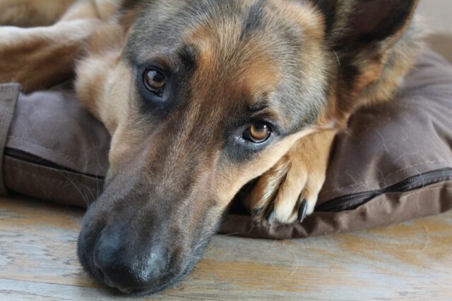 the best dog bed for your German Shepherd
