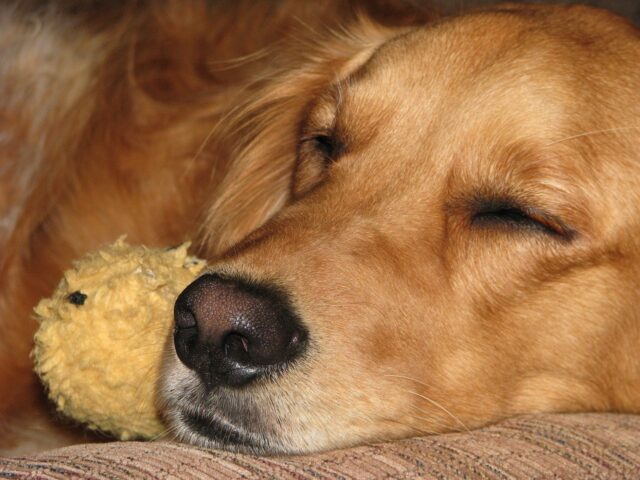 Golden Retriever sleeping on best dog bed