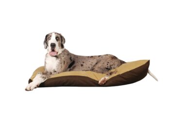 best dog bed for your Great Dane