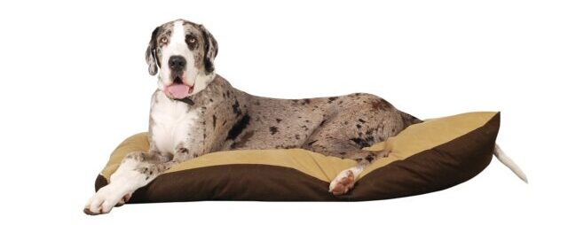 Great Dane on the best dog bed