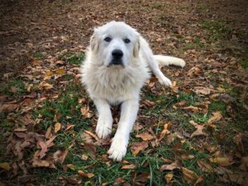 PetWireDaily — Best Dog Beds for Great Pyrenees
