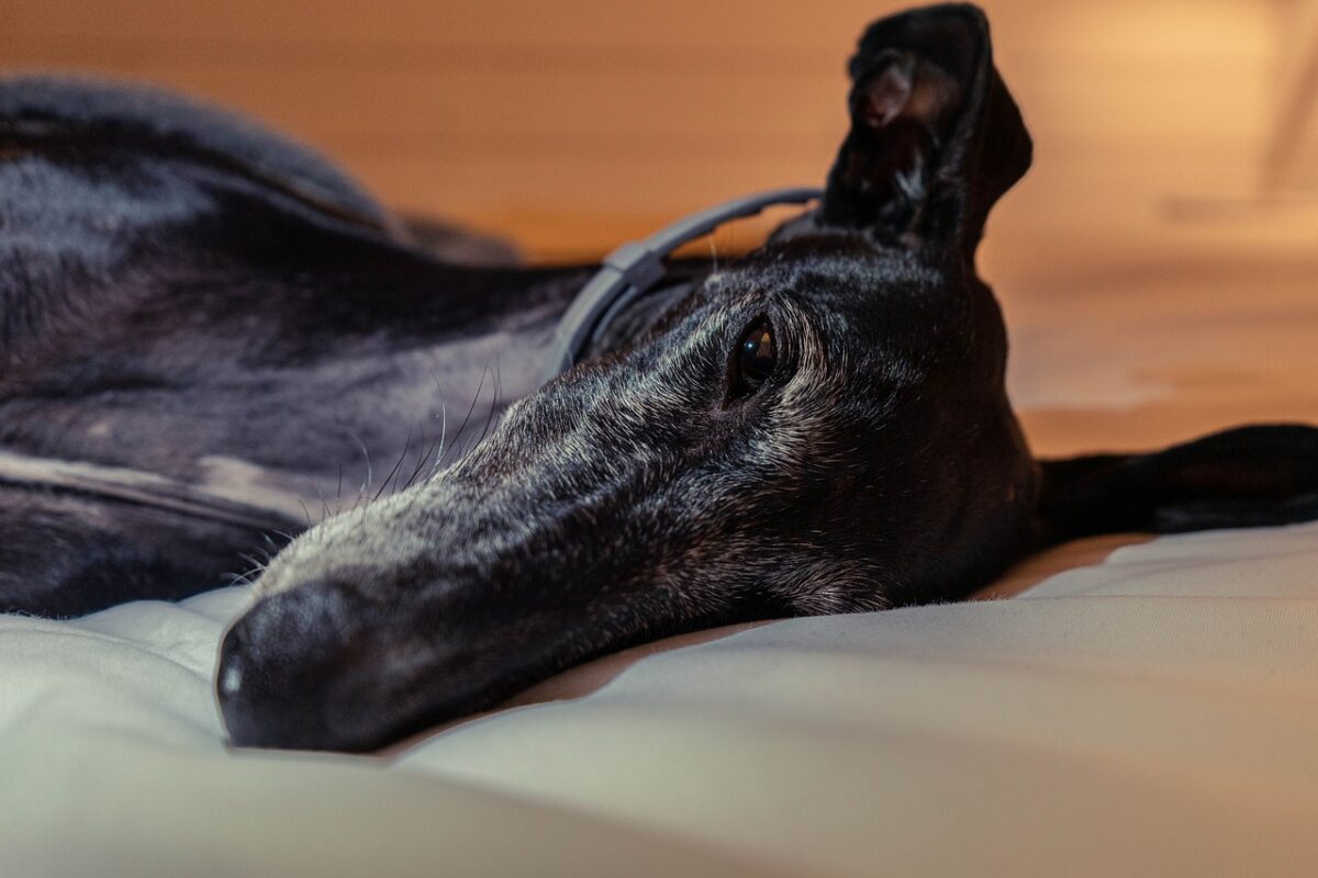 10 Best Dog Beds for Greyhounds