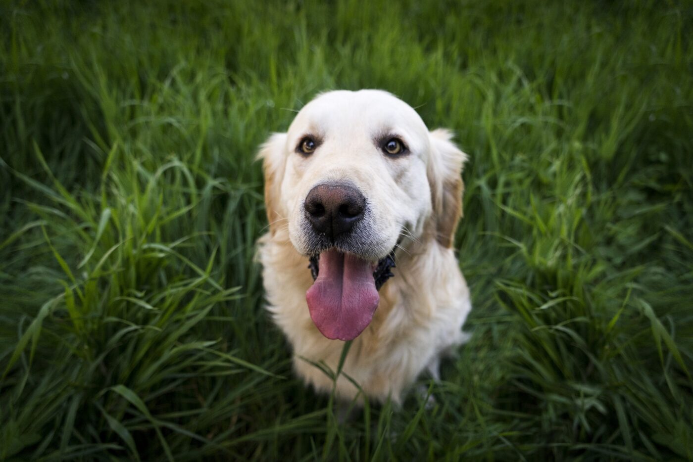 Happy dog in grass