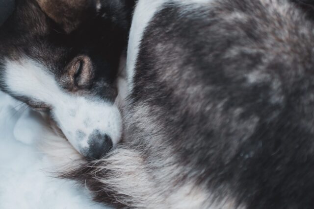 Husky sleeping on the best dog bed