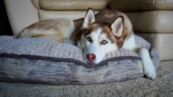 PetWireDaily — Best Dog Beds for Huskies