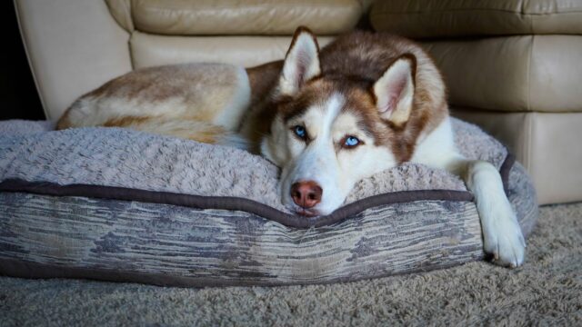 the best dog bed for your Husky