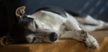 PetWireDaily — Best Dog Beds for Jack Russells