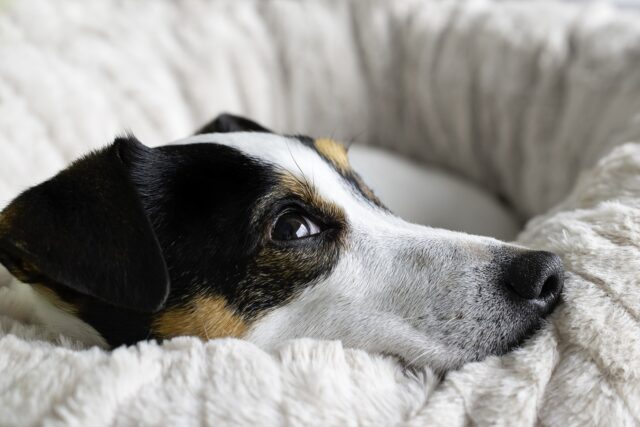 the best dog bed for your Jack Russell
