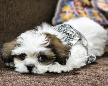 PetWireDaily — Best Dog Beds for Lhasa Apsos