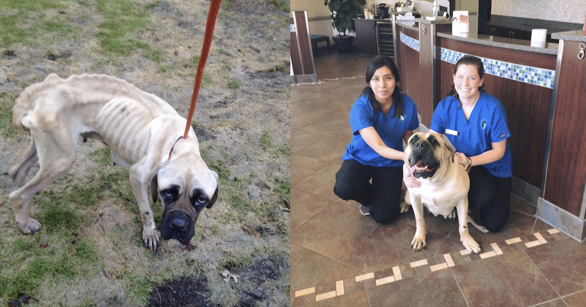 Malnourished Mastiff Transformation