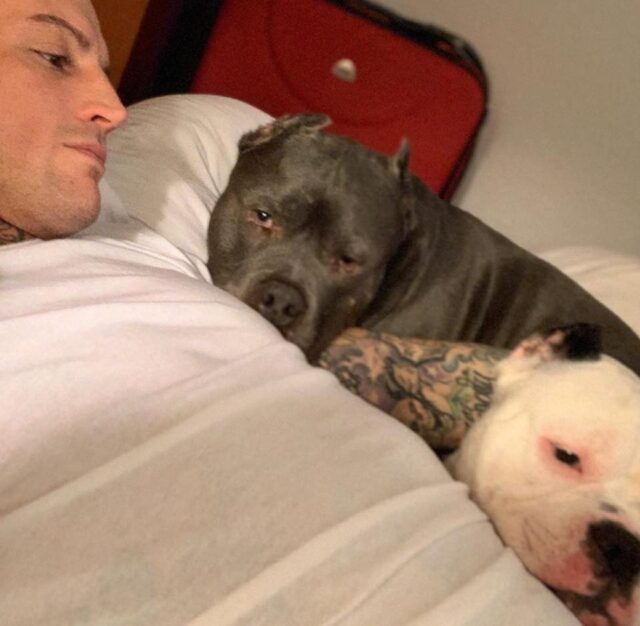Man with his Pit Bulls