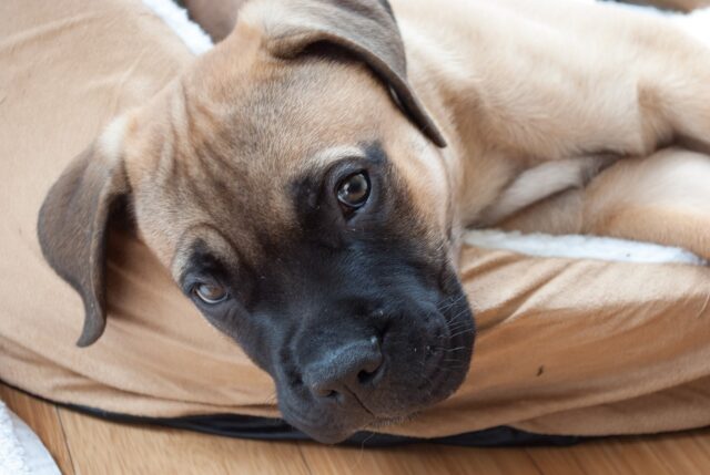 the best dog bed for your Mastiff