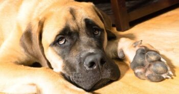 PetWireDaily — Best Dog Beds for Mastiffs