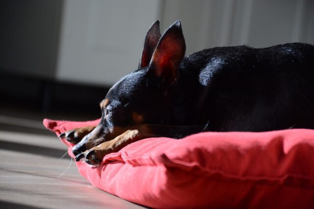 Miniature Pinscher sleeping on best dog bed
