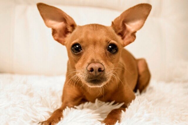 the best dog bed for your Miniature Pinscher