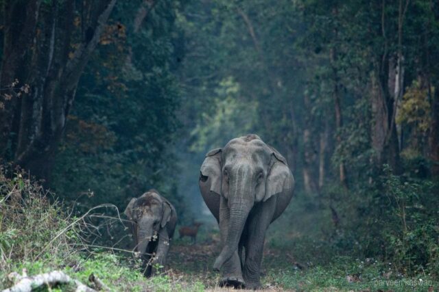 Mom and baby elephant walking
