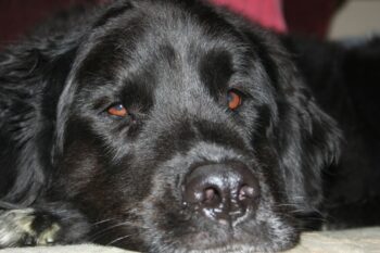 best dog bed for your Newfoundland