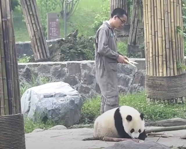 Panda by zookeeper