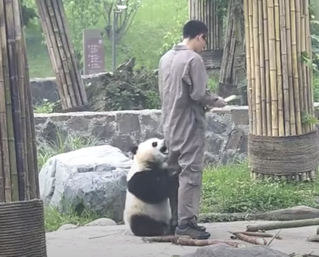 Panda chewing on zookeeper's clothes