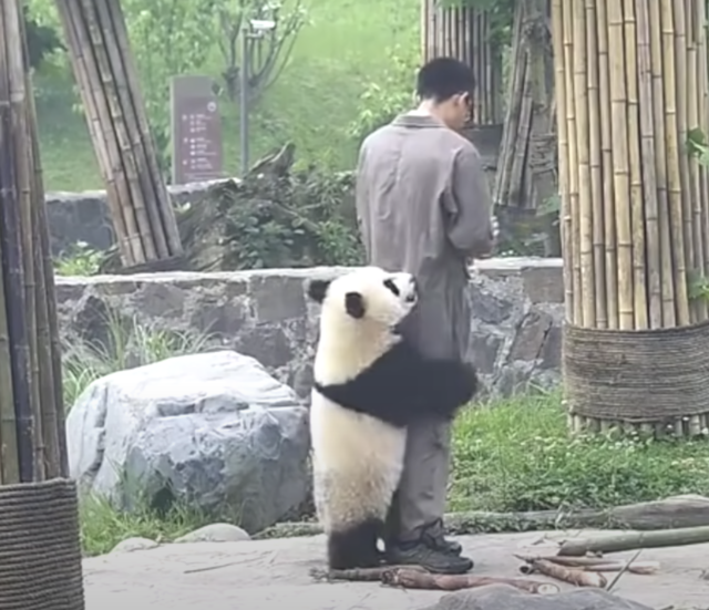 Panda hugging zookeeper