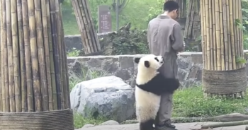 Panda plays with zookeeper