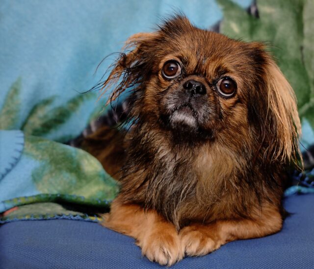 Pekingese connected  champion  canine  bed
