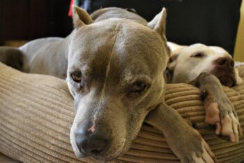best canine  furniture  for your Pit Bull