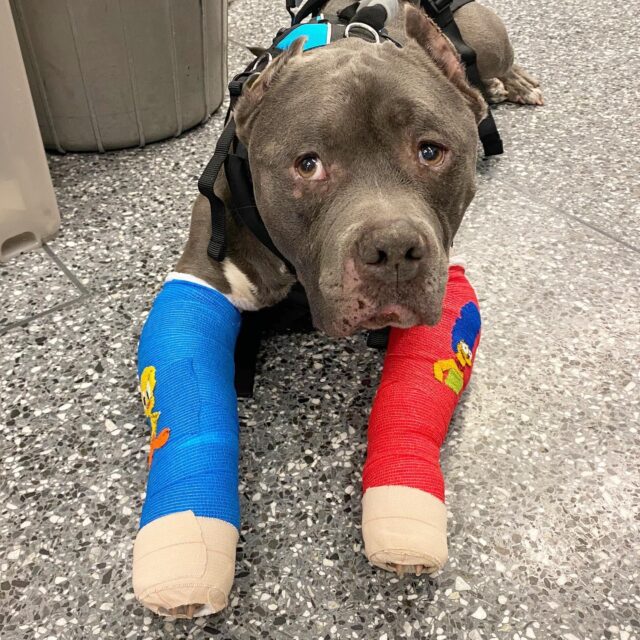 Pit Bull wearing casts