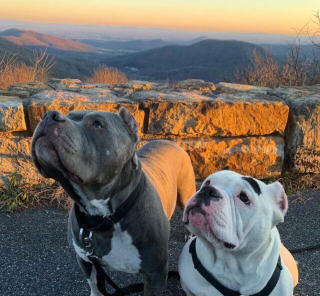 Pit Bulls hiking