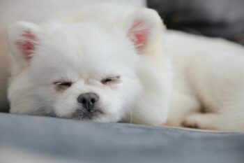best canine  furniture  for your Pomeranian