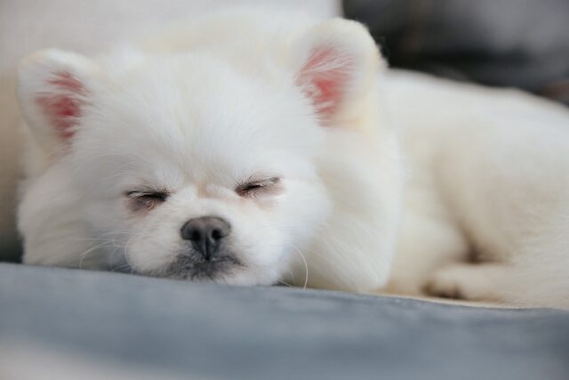 Pomeranian sleeping on best dog bed
