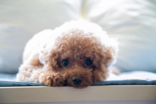 the best dog bed for your Poodle