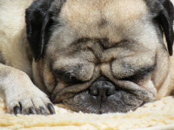 PetWireDaily — Best Dog Beds for Pugs