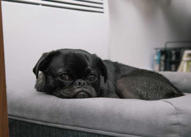 the best dog bed for your Pug