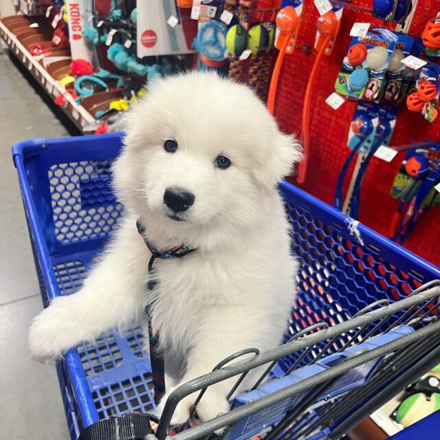 Puppy shopping for toys
