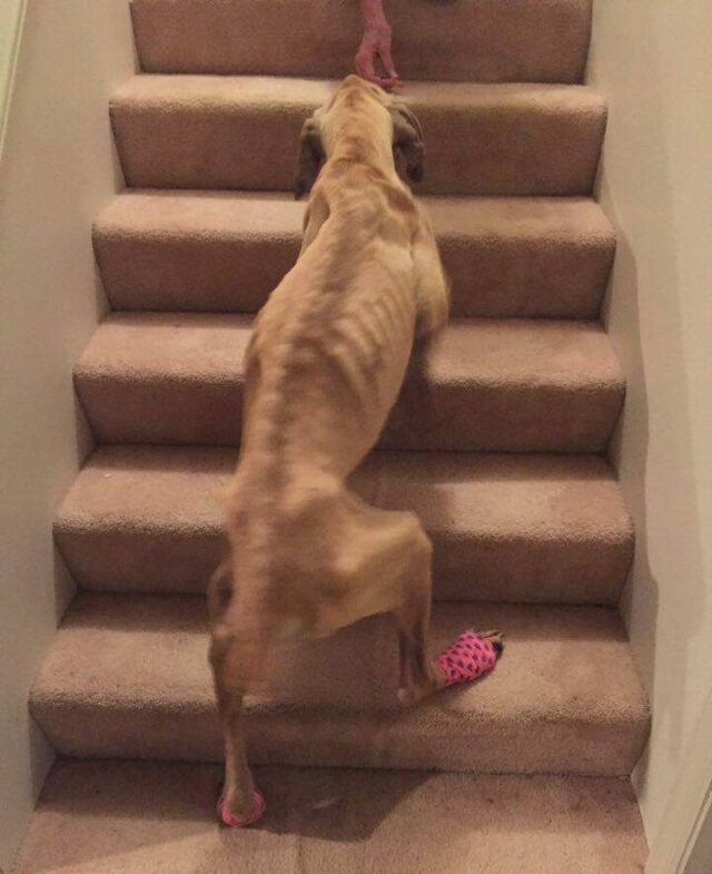 Recovering Mastiff Using Stairs