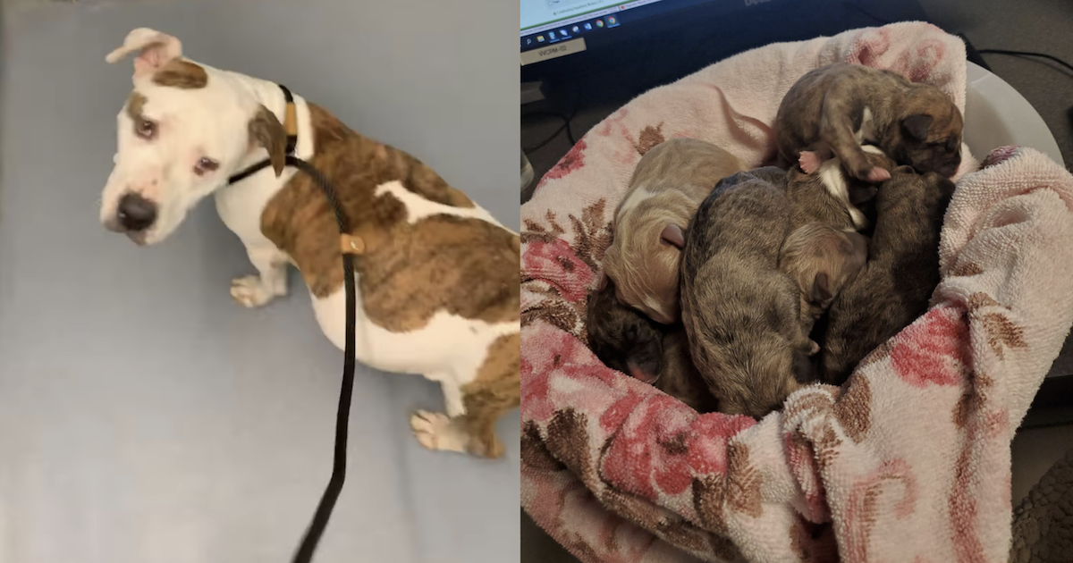 Rescue dog gives birth on Christmas