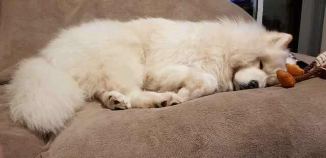 Samoyed sleeping on best dog bed